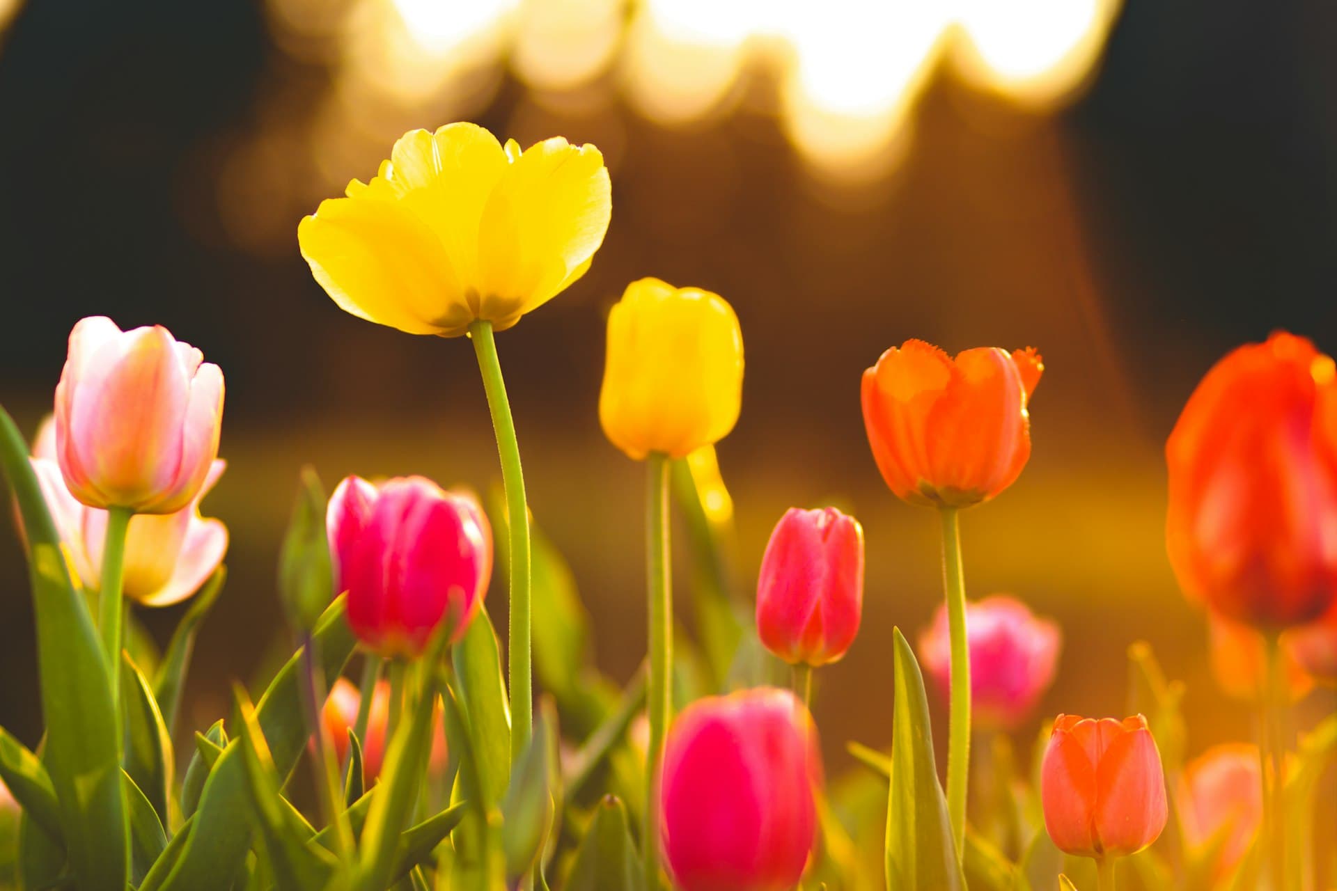 Colorful tulip fields in Holland with rows of red, yellow and pink tulips stretching to the horizon